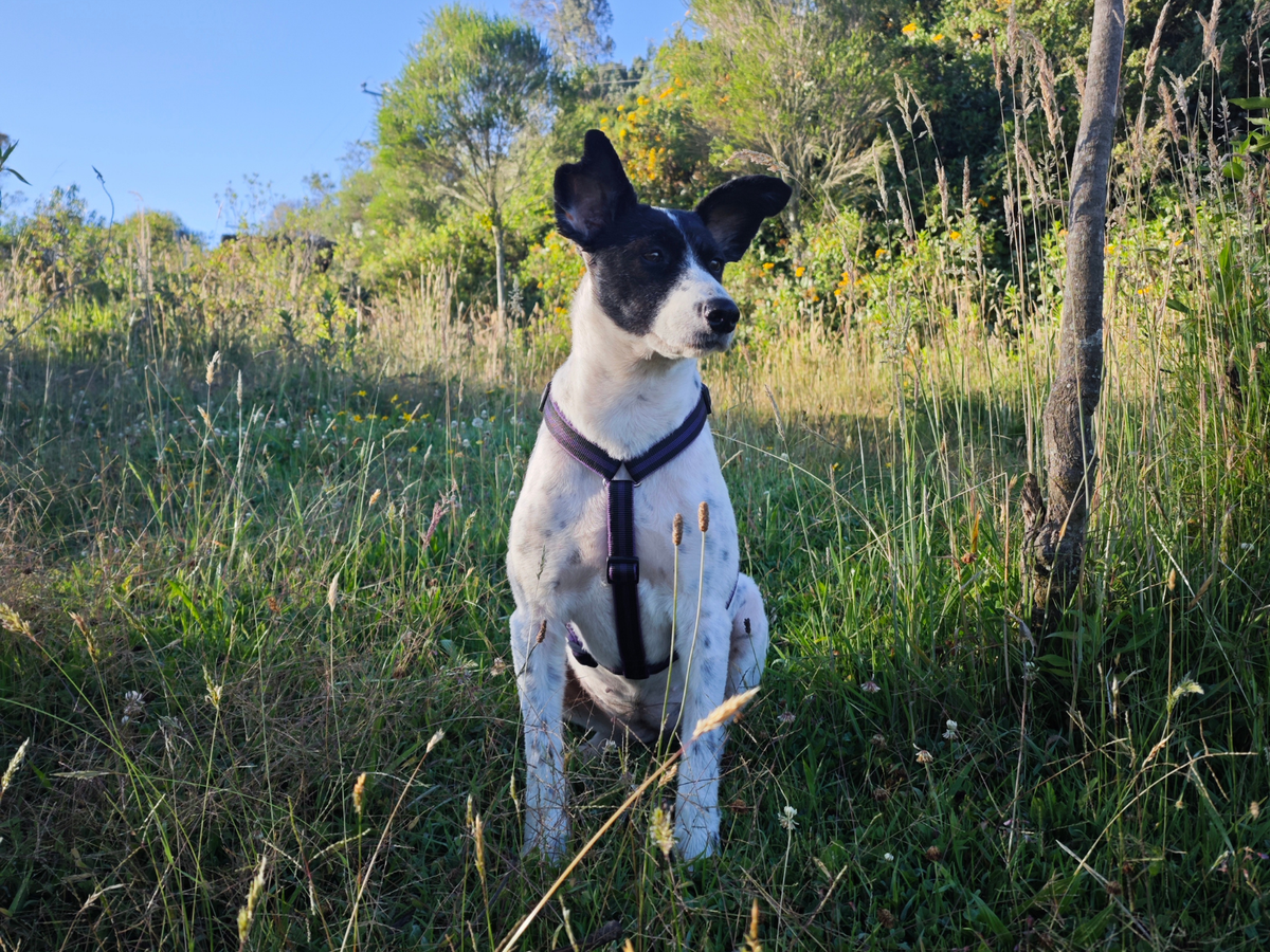 Mittelgroße Hunde